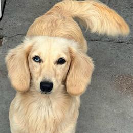 Latte - Dapple female Dachshund puppy in Ottumwa, Iowa from Cross Bar