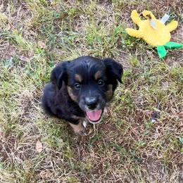 Kane - Black tri male Miniature American Shepherd puppy in Prairie Grove, Arkansas from IQ Farms