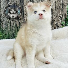 Pomsky Puppies from Lake in the hills Pomskies