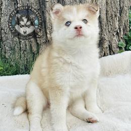 Pomsky Puppies from Lake in the hills Pomskies