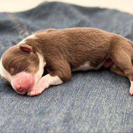 Wrangler - Red tri-color male Miniature American Shepherd puppy in Tremonton, Utah from Azure Sky Minis