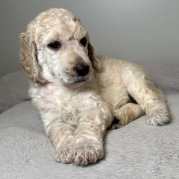 Blossom (Pink Collar) - Cream female Poodle puppy in Monroeville, Pennsylvania from K & A Standard Poodles