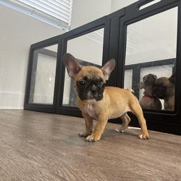 Girl 4 - female French Bulldog puppy in Anaheim, California from Brightest Days Ahead
