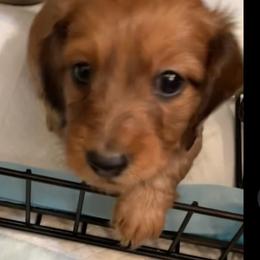Duffy soft long wire 2300 - Red male Dachshund puppy in Elizabethtown, Kentucky from Teeny Tiny Puppy Tails