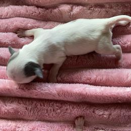 Vivie - Blue and white female Chihuahua puppy in Red Bluff, California from Aye Chihuahua