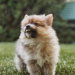 Pomeranians and Siberian Huskies from Meagan's Siberian Huskies & Pomeranians