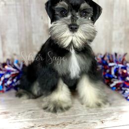 Miniature Schnauzer Puppies from Silver Sage Schnauzers