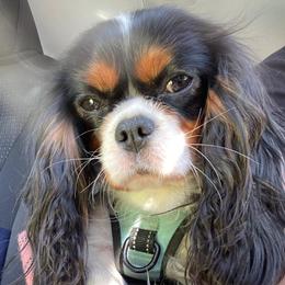 Piper - Cavalier King Charles Spaniel