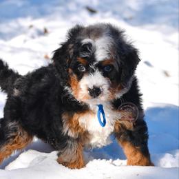 Blue boy - Merle male Bernedoodle puppy in Waukesha, Wisconsin from Bernedoodle Boutique (and Cavapoos)