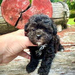 Cinder - Merle female Maltipoo puppy in Coal City, Indiana from Angel Blue Dogs