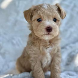 London - Wheaten female Miniature Schnauzer puppy in Independence, Missouri from Crown Schnauzers KC