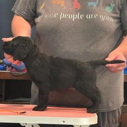 Orange black male 1 - Black male Labrador Retriever puppy in Menifee, California from The Golden Leash Kennels