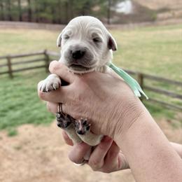 Miss Teal - Light golden female Golden Retriever puppy in Jasper, Tennessee from Suncoast Goldens