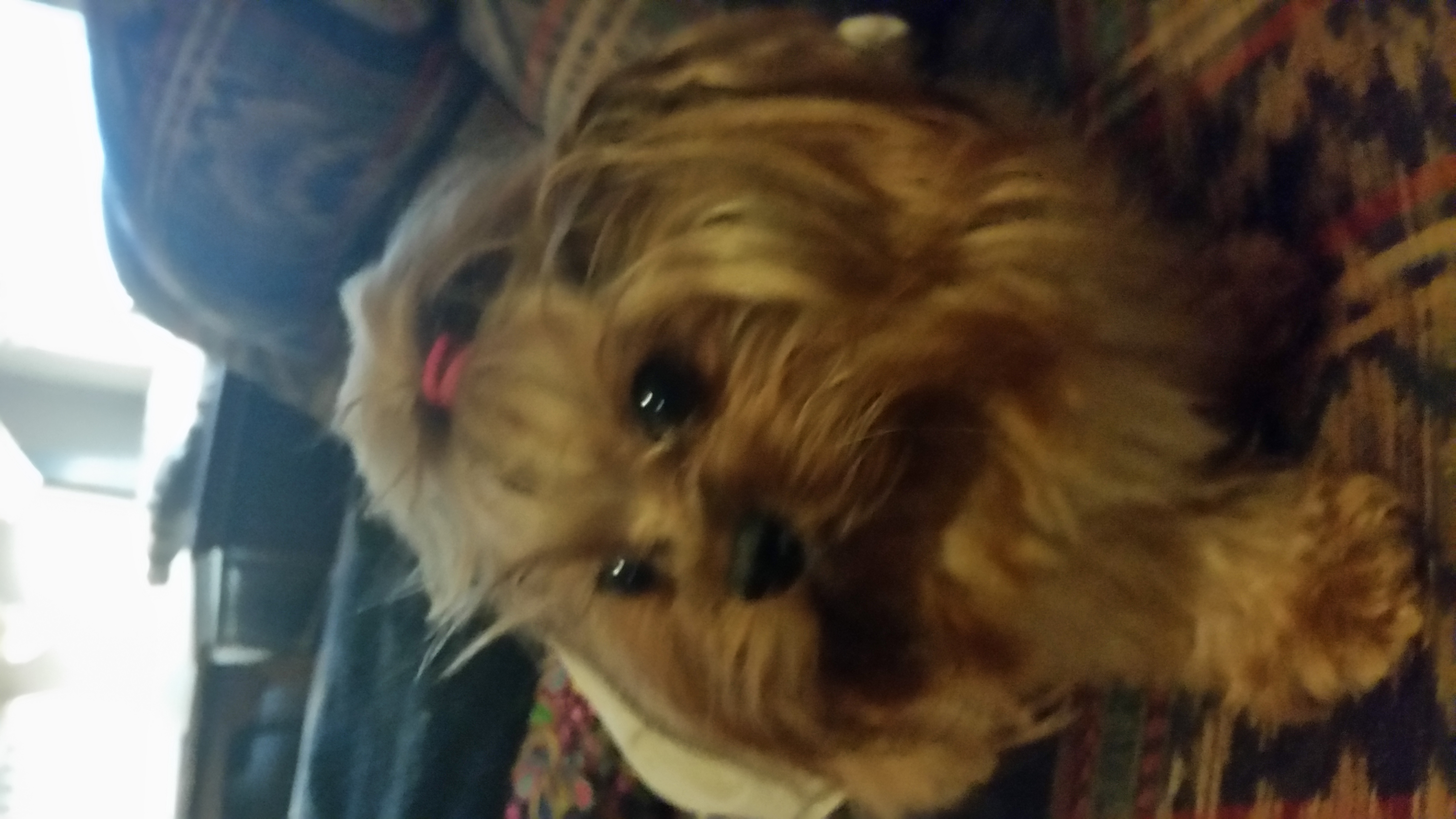 Lil Man - Yorkshire Terrier