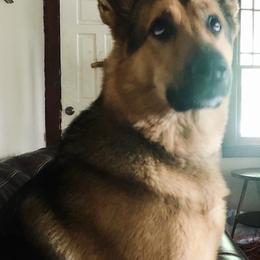 German Shepherds from Jessica Wright's German Shepherds