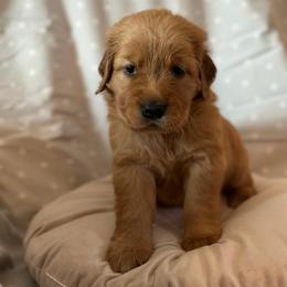 PURPLE COLLARED FEMALE - Golden Retriever puppy from Hogarth's Kennel Haven