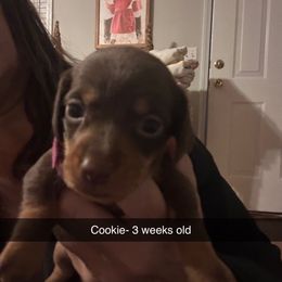 Cookie - Chocolate female Dachshund puppy in Aragon, Georgia from Daschunds Unlimited
