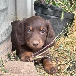 Boy - Chocolate and tan male Dachshund puppy in Duncan, Arizona from Bootheel Doxies