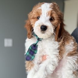 Fester - Parti male Goldendoodle puppy in Marion, Ohio from Doodles & Doxies