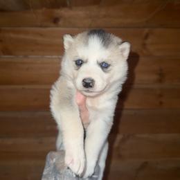 Girl 3 - Sable and white female Siberian Husky puppy in Iron River, Wisconsin from Wiemeri Siberians