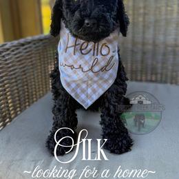 Silk - Black female Goldendoodle puppy in Cleveland, Tennessee from Liberty Creek Farms