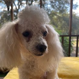 Tinkerbell - Poodle