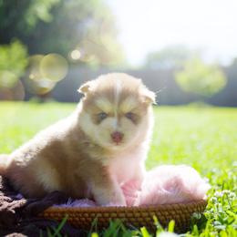 Matcha - Red and white male Pomsky puppy in Trenton, Texas from Blissful Paws Pomskies