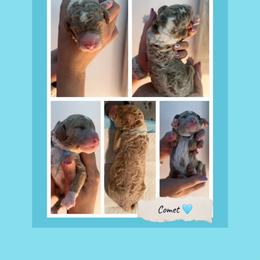 Comet - Parti male Goldendoodle puppy in Miami Dade County, Florida from Doodle Lovers