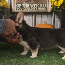 "Juniper female " Basset Hound and Pembroke Welsh Corgi Puppies from 4 Sail Quarter Horses and Corgis