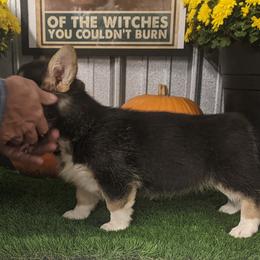 "Juniper female " Basset Hound and Pembroke Welsh Corgi Puppies from 4 Sail Quarter Horses and Corgis