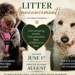 Goldendoodle puppies from 24 Karat Doodles