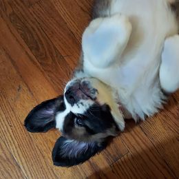 Magenta - Girl 2 - Brown and white Saint Bernard puppy in Lower  Burrell, Pennsylvania from Fizzy Saints
