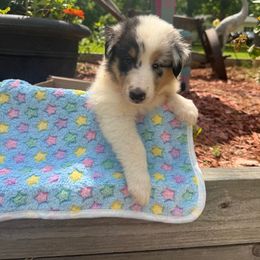 Luke - White male Collie puppy in Carencro, Louisiana from Cajun Bayou's Collies LLC