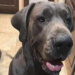 Bonnie - Great Dane