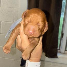 Grey Collar - Red  male Goldendoodle puppy in Winchester, Tennessee from Mahaffey’s Doodles