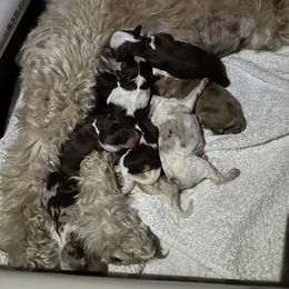 Aussiedoodle puppies from Frenchie LOVE and Doodles