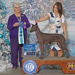 Reba - Xoloitzcuintli