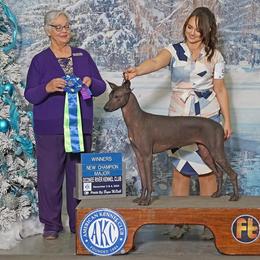 Reba - Xoloitzcuintli