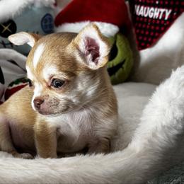Koba - Gold male Chihuahua puppy in Colorado from American Dream Chihuahua’s