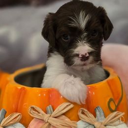 Marilyn - Brown female Double Doodle puppy in Prescott Valley, Arizona from Ramirez Family Doodles