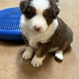 Red Tri Male 2 - Red tri-color male Miniature American Shepherd puppy in Elmore City, Oklahoma from Rikashay Kennels