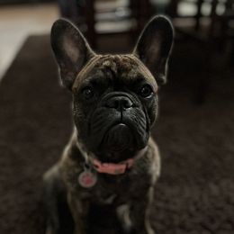Bennie - French Bulldog