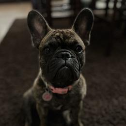 Bennie - French Bulldog