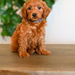 Aussiedoodle, Bernedoodle, Cavapoo, Goldendoodle, Irish Doodle, and Poodle Puppies from Sun Valley Goldendoodles