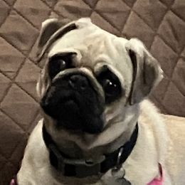 Miniature Australian Shepherds and Pugs from Windsorsprings