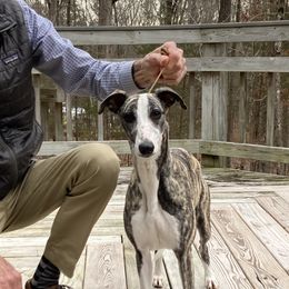 Wren - Whippet