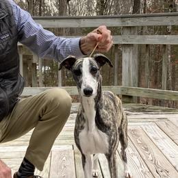 Wren - Whippet