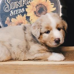 Australian Shepherd Puppies from Haulin' Auss Shepherds