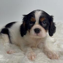 Molly - Tri-color female Cavalier King Charles Spaniel puppy in Miami, Florida from Maria's Pups