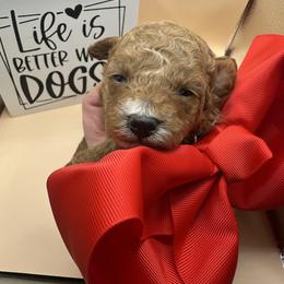 Valentina - Apricot female Maltipoo puppy in Apple Valley, California from Boujeepups